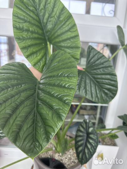 Алоказия лукиван, крупномер