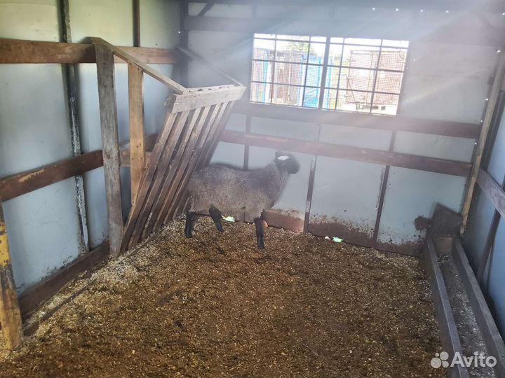 Бараны, овцы, ягнята Романовской породы