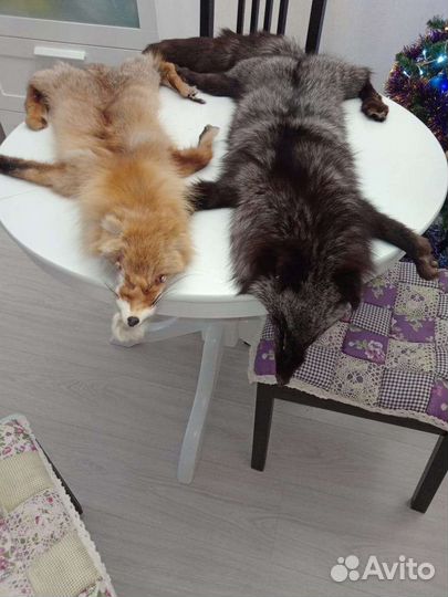 Шкура чернобурки и лисы