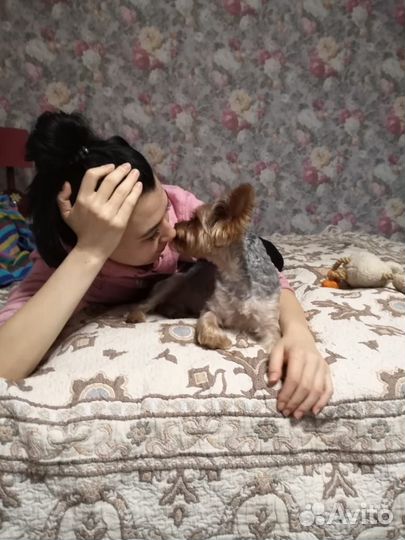 Передержка и выгул домашних собак