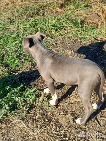 Девочка стаффа