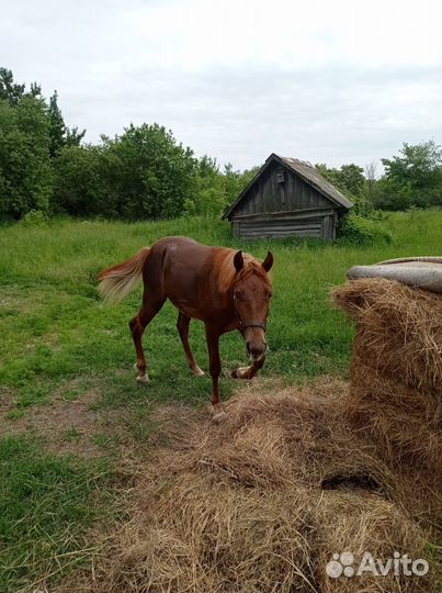 Годовалый жеребчик