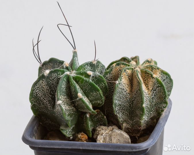 Кактус Astrophytum capricorne