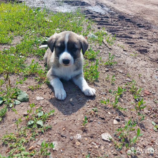 Щенок помесь лабрадора