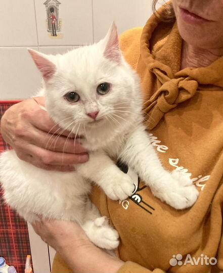 Котенок девочка 4 месяца