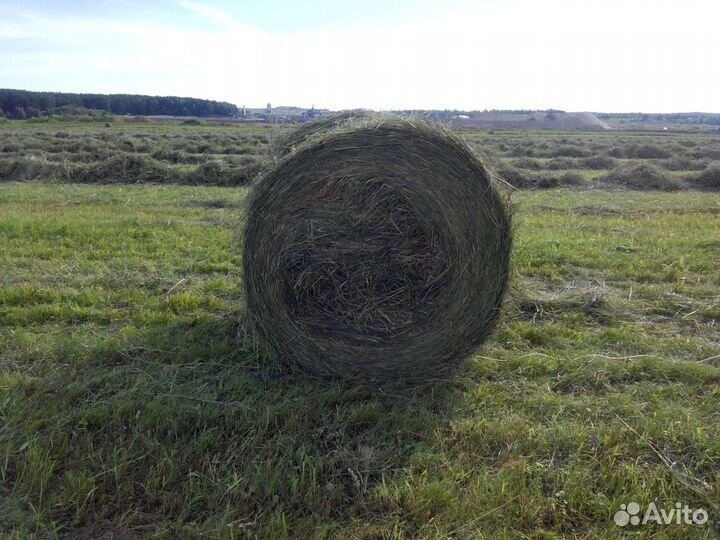 Сено луговое и посевное урожай 2023 года