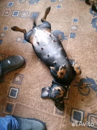 Такса стандартная