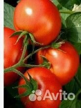 Рассада томатов