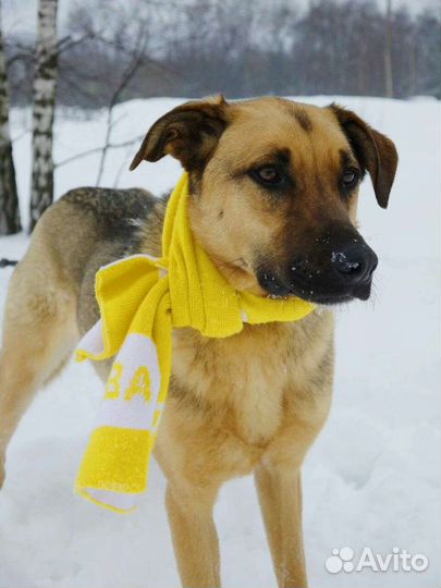 Красавец пес Лео