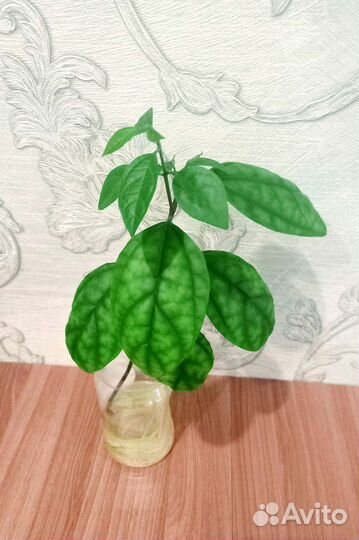 Клеродендрум