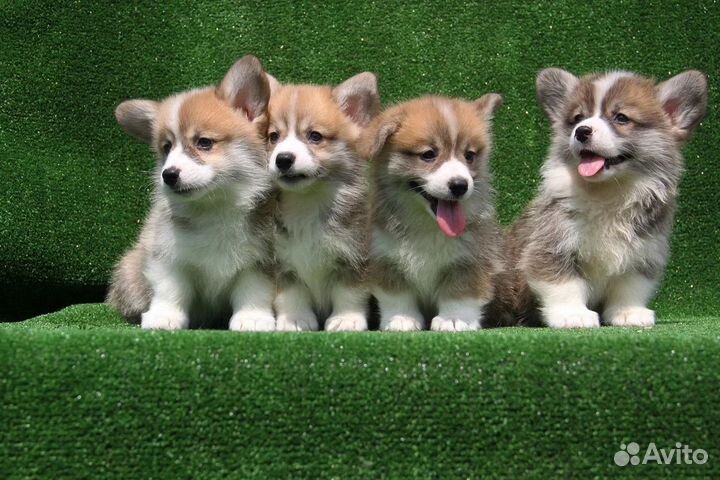 Вельш корги пемброк. Щенки