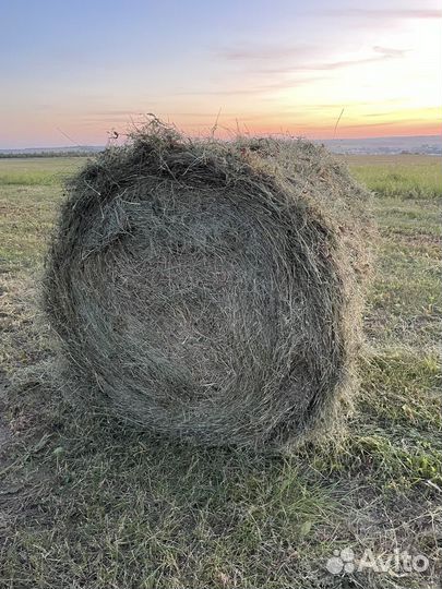 Сено в тюках