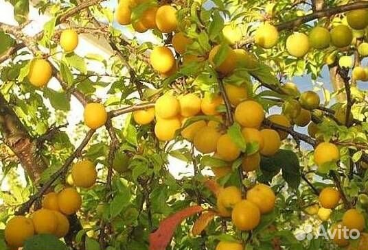 Саженцы алычи Подарок С.-Петербургу (желтый)