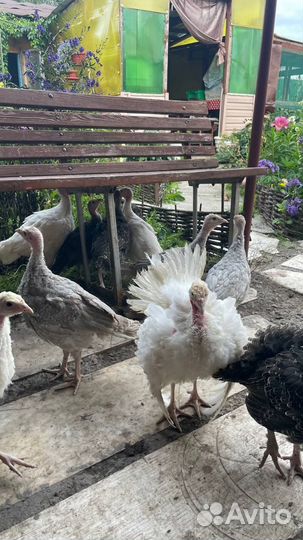 Индюшата. Цесарята. Перепелята. Несушка