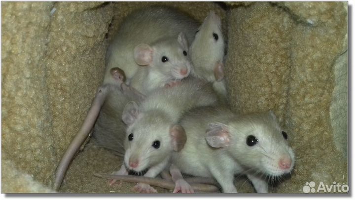 Крысята Дамбо (крысы гималайские) питомник