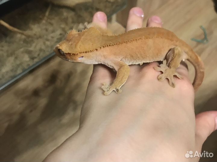 Ящерица бананоед