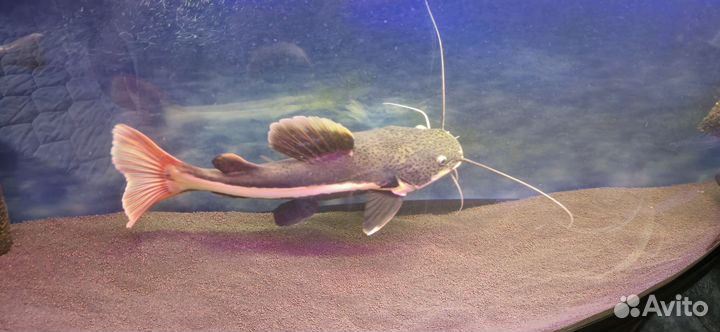 Краснохвостый сом