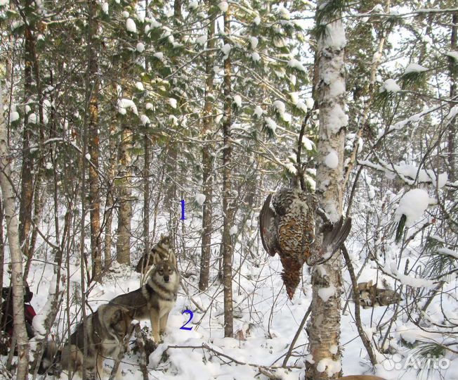 Западно-сибирская лайка
