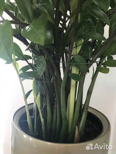 Замиокулькас в горшках Lechuza rondo 75