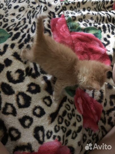 Рыжий котенок в добрые руки