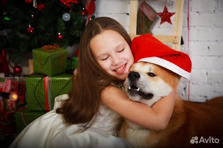 Собака для фотосессии