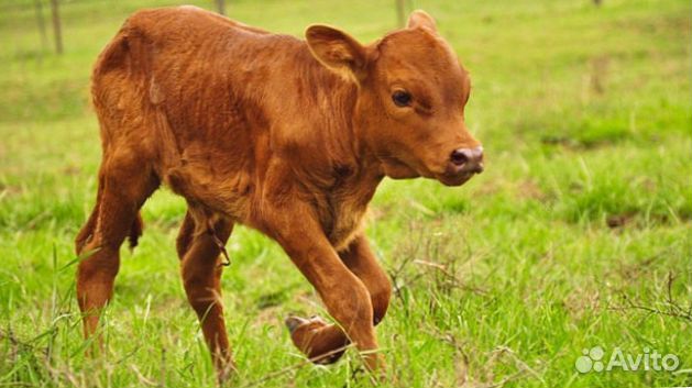 Лучшие телята для вашего фермерского хозяйства