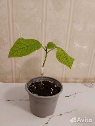 Сортовые гибискусы