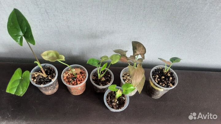 Комнатные растения наборами