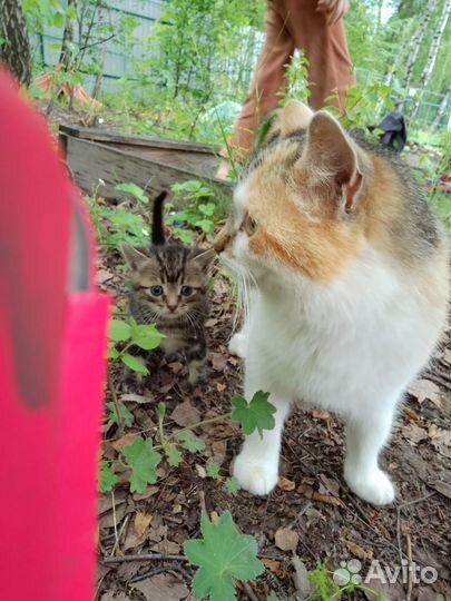 Кошка в дар