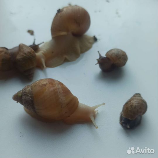Улитки ахатины альбиносы