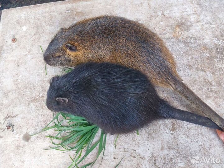 Нутрии, нутрята щенки