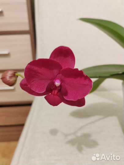 Орхидея