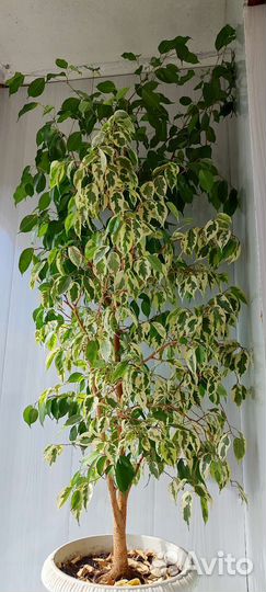 Фикус бенджамина