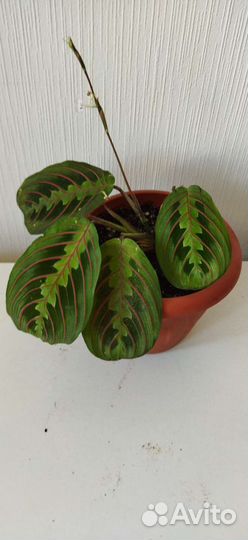 Маранта беложильчатая