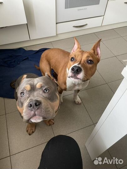 Кинолог зоопсихолог с выездом и онлайн