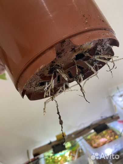 Калла, драцена