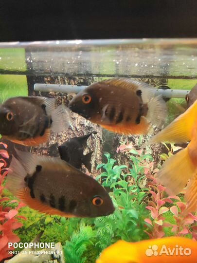 Северум Красноплечий