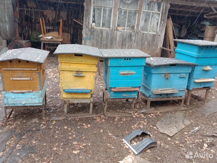 Пчелы улья пасеку