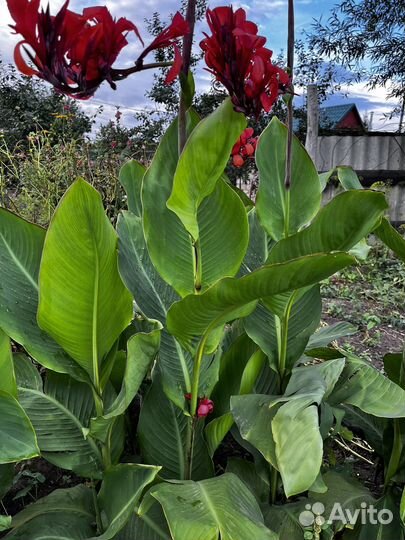 Цветы канны