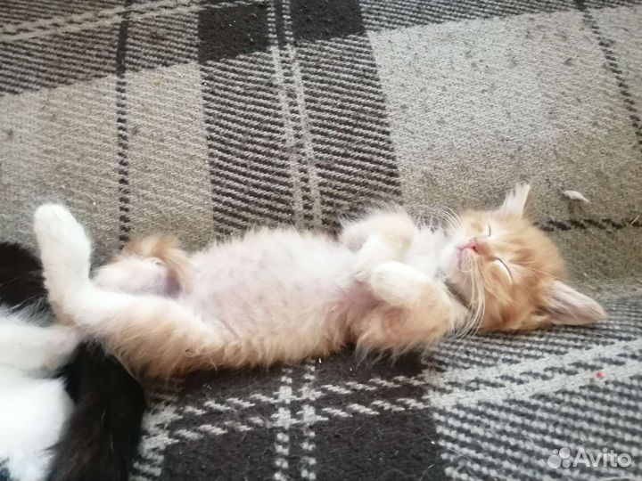 Рыжий котенок мальчик