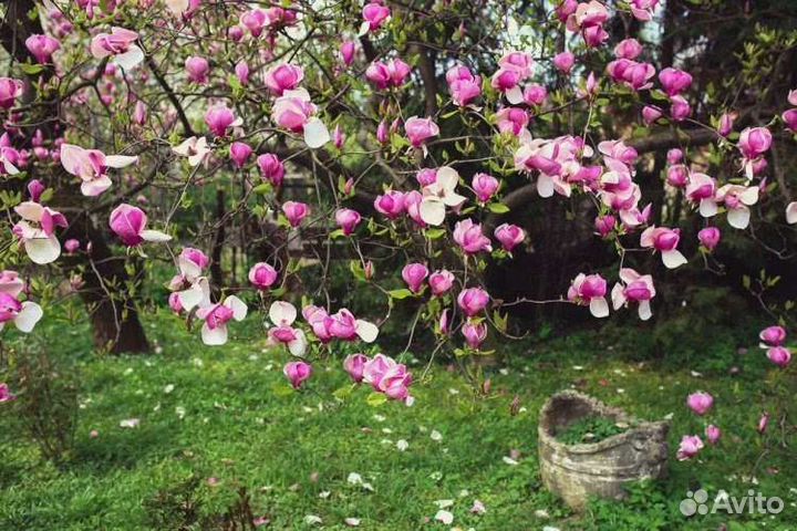 Магнолия лилиецветная