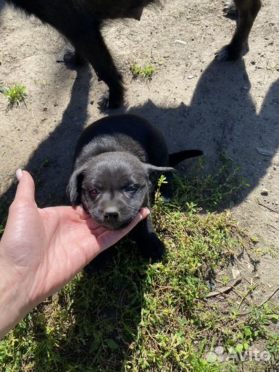 Щенки отдам