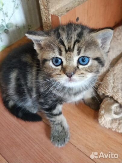 Британские котята