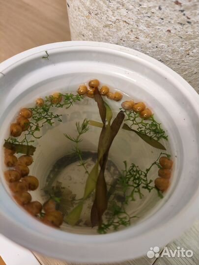 Гуппи и ампулярии отдам