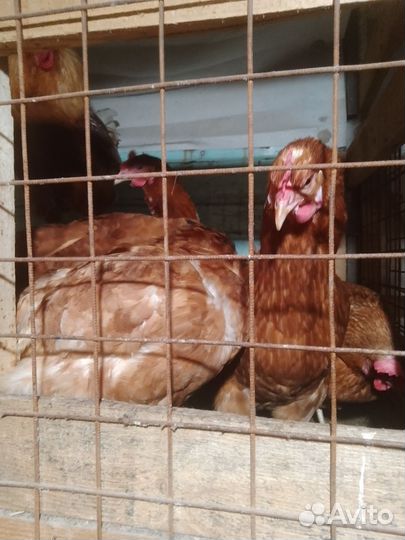 Куры несушки