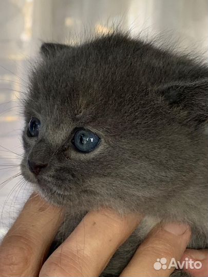Котенок девочка бесплатно