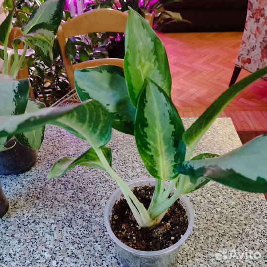 3 разные Аглаонемы Сильвер Блю/Уши слона