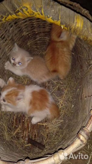 Отдам котят в хорошие руки