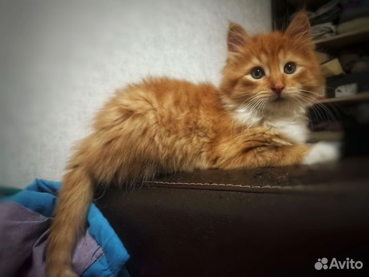 Рыжий котенок