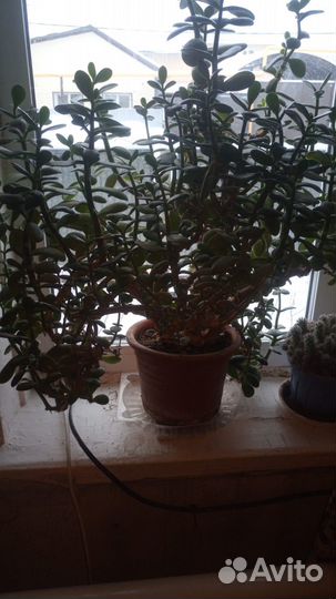 Комнатные цветы